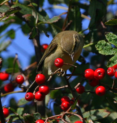 Willow Warbler