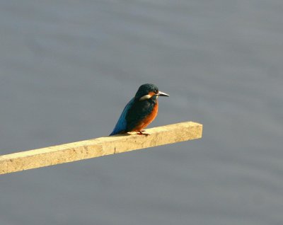 Kingfisher