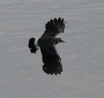 Lapwing