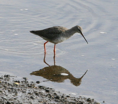 Spotted Redshank