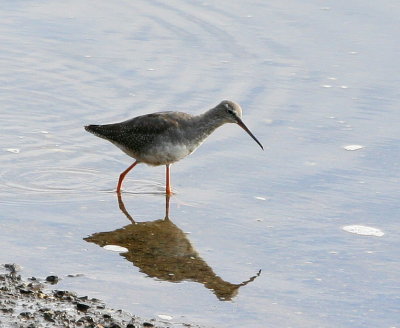 Spotted Redshank