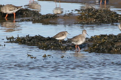 Wood Sandpiper
