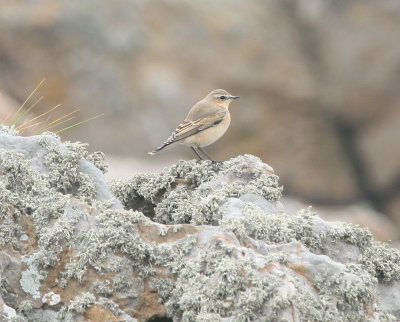 Northern Wheatear
