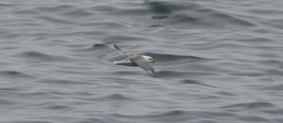 Northern Fulmar