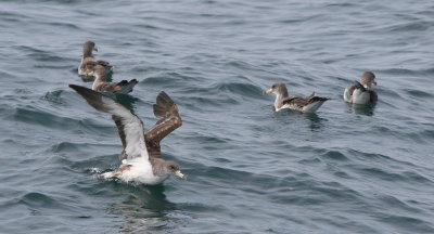 Corys Sheawater