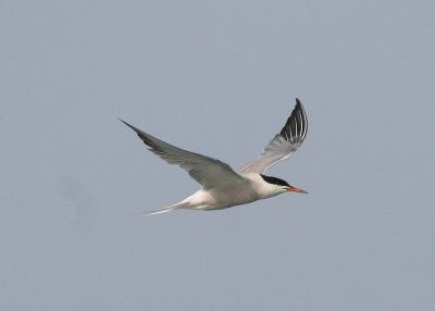 Common Tern