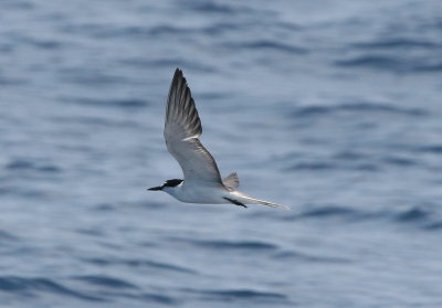 Bridled Tern