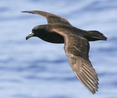 Black Petrel