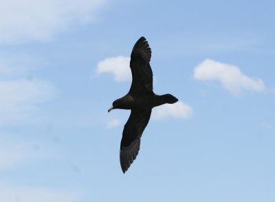 Black Petrel