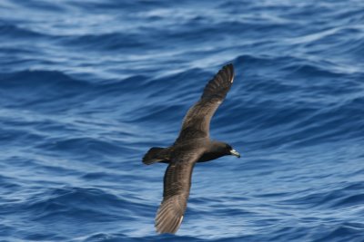 Black Petrel