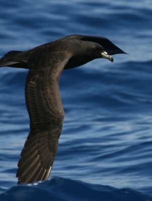 Black Petrel