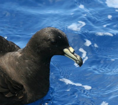 Black Petrel
