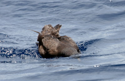 Black Petrel