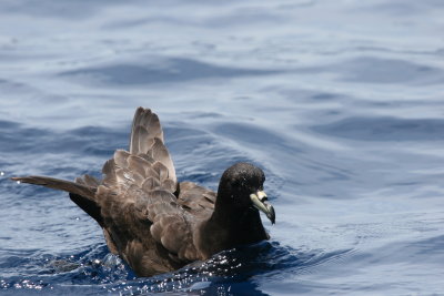 Black Petrel