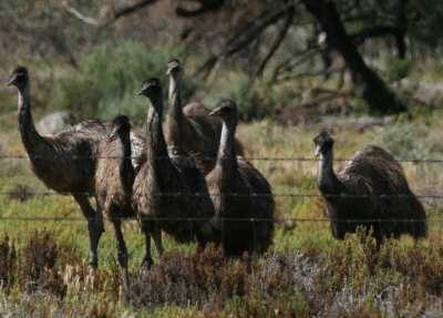 Emu