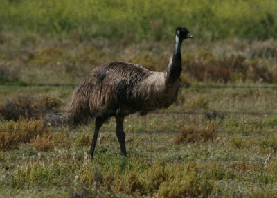 emu