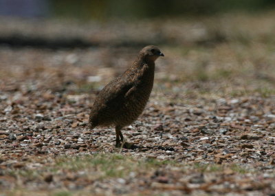 phasianidae_quail_