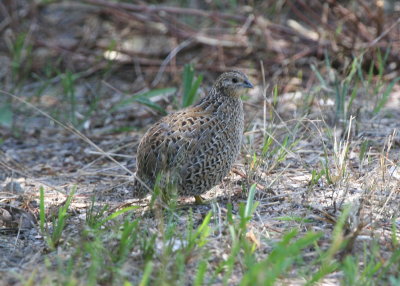 Brown Quail