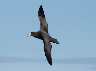 Northern Giant-petrel