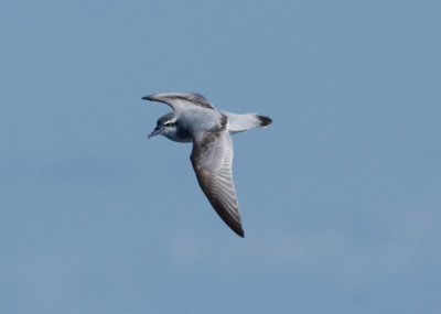 Antarctic Prion