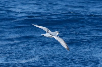 Antarctic Prion