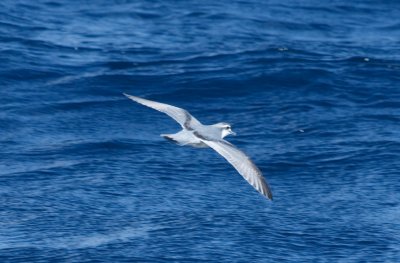 Antarctic Prion