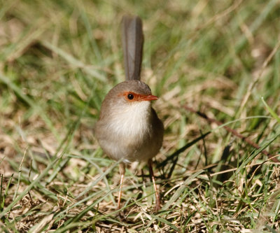 Superb Fairy-wren