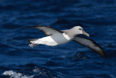 Salvins Albatross