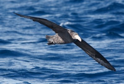 Northern Giant-petrel