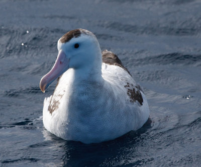 Wandering Albatross