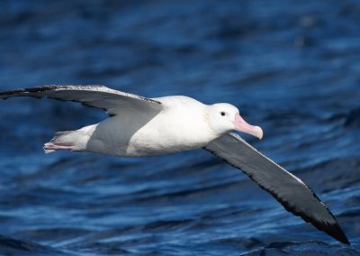 Wandering Albatross