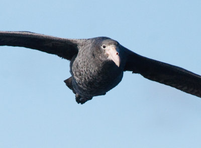 Northern Giant-petrel