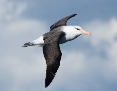 blackbrowed_albatross