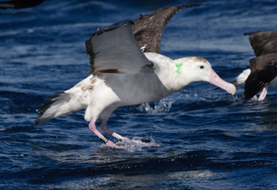 Wandering Albatross