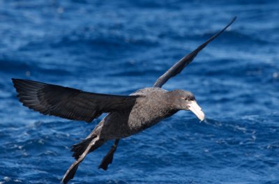 Northern Giant-petrel