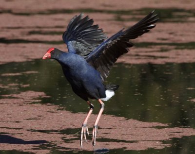 Purple Swamphen