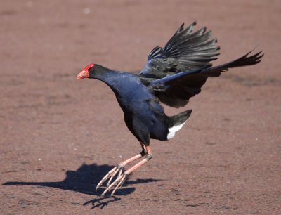 Purple Swamphen