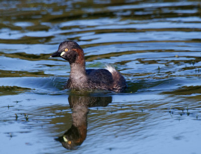 Australasian Grebe