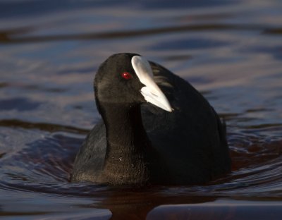 Eurasian Coot