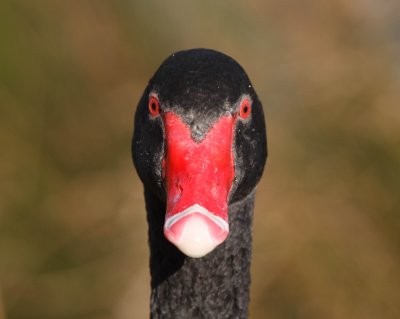Black Swan