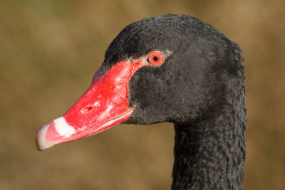 Black Swan