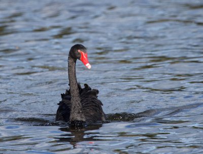 Black Swan