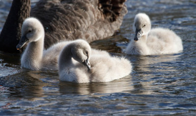 Black Swan