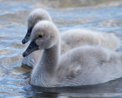 Black Swan