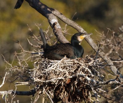 Great Cormorant