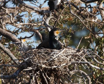 Great Cormorant
