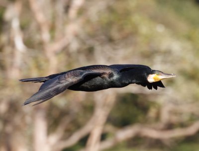 Great Cormorant