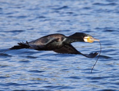 Great Cormorant