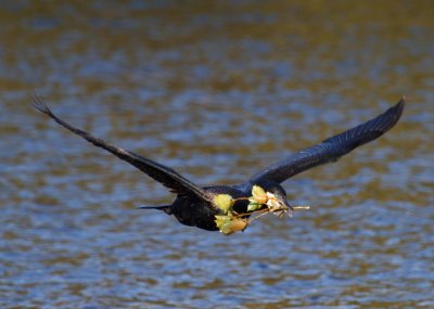 Great Cormorant