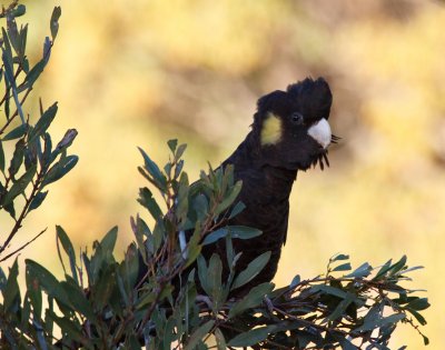 Yellow-tailed Black-cockatoo